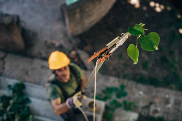 How Our Tree Care Process Works  in  Sullivan Gardens, TN