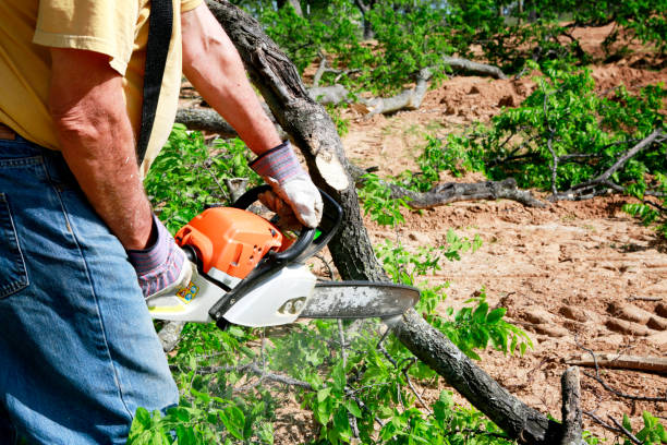 Best Commercial Tree Services  in Sullivan Gardens, TN
