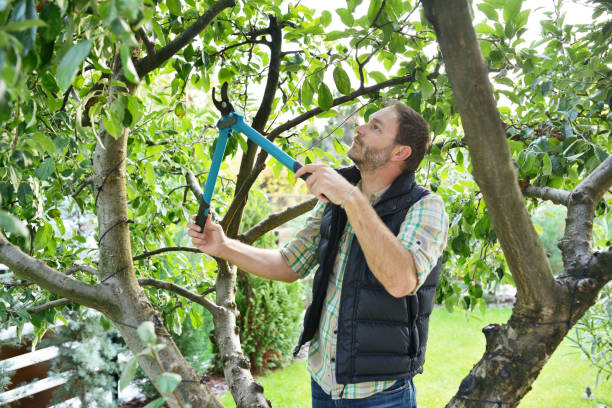Best Hedge Trimming  in Sullivan Gardens, TN